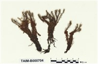 藏品(珠苔屬)的圖片